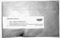 Peltula zahlbruckneri image